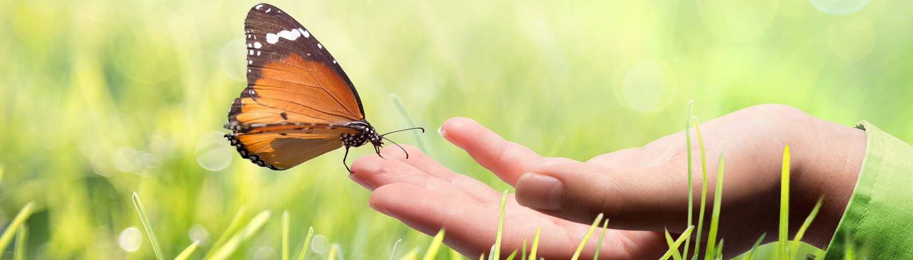 Schmetterling