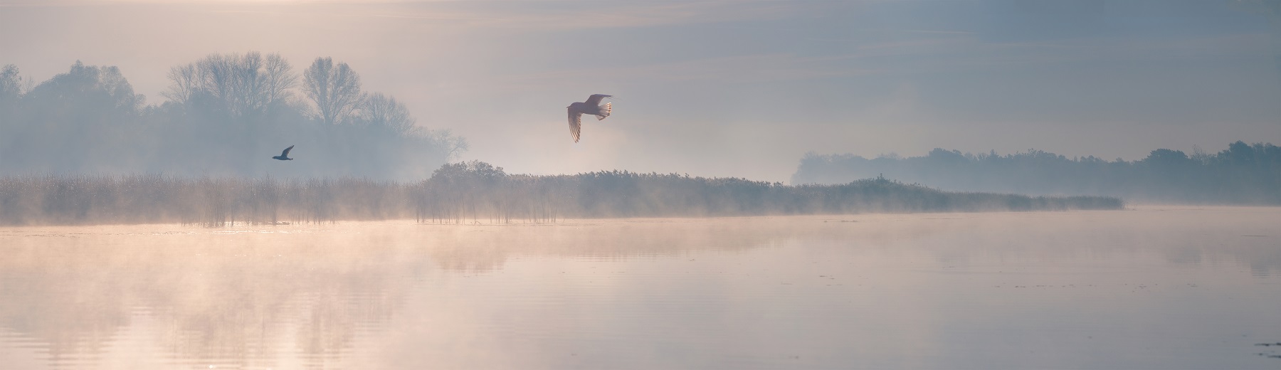 Vogel fliegt �ber den See