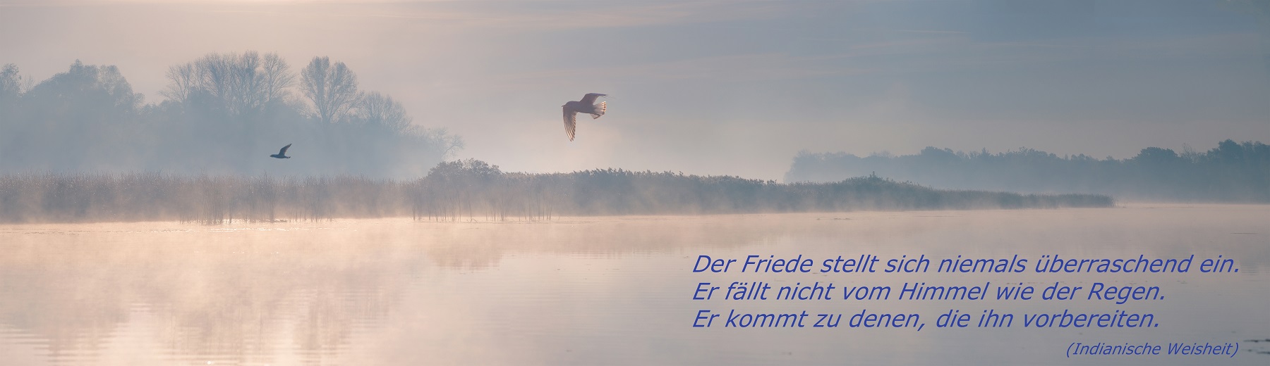Vogel fliegt �ber den See